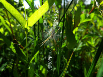 Close-up of insect on plant