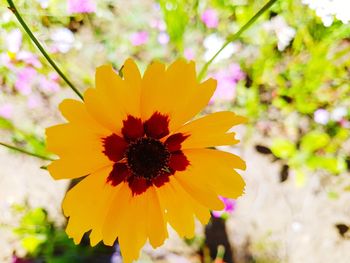 Close-up of yellow flowering plant