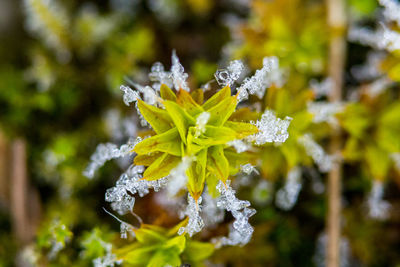 Close-up of frozen plant