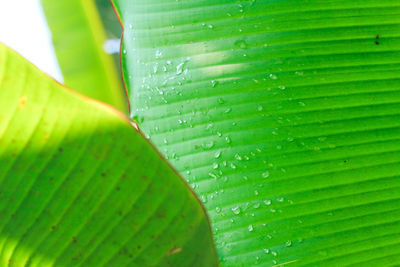 Full frame shot of wet leaf