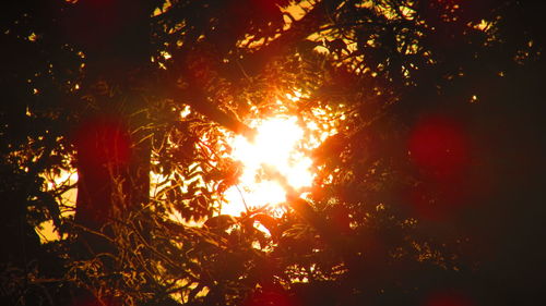 Sun shining through trees