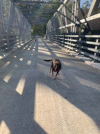 View of dog running on bridge