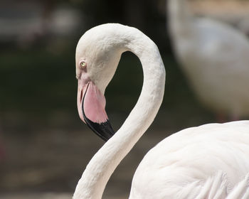 Pink flamingo in the farm