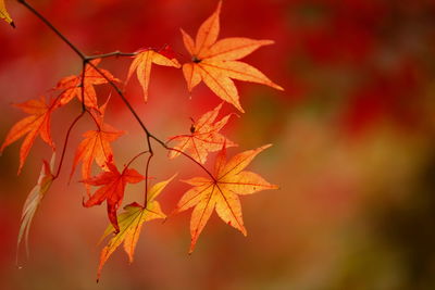 Close-up of maple leaves