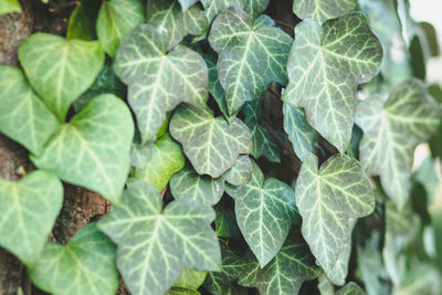 Full frame shot of green leaves