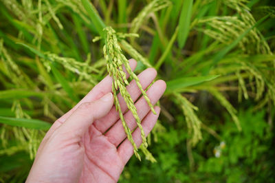 Hand holding spikelet of rice with the leaves in rice field background