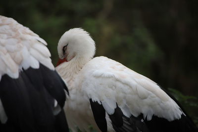Close-up of birds flying
