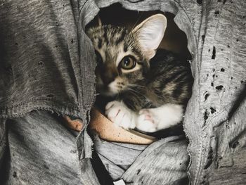Close-up portrait of kitten relaxing outdoors