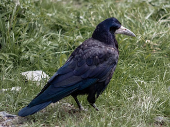 Close-up of bird perching on grass