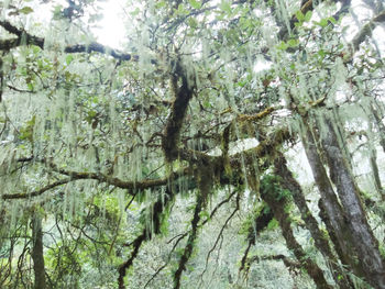 Low angle view of trees