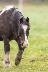 Brown horse with dirty fur is standing on a meadow