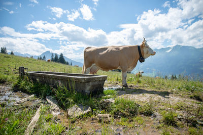 Cow standing in a field