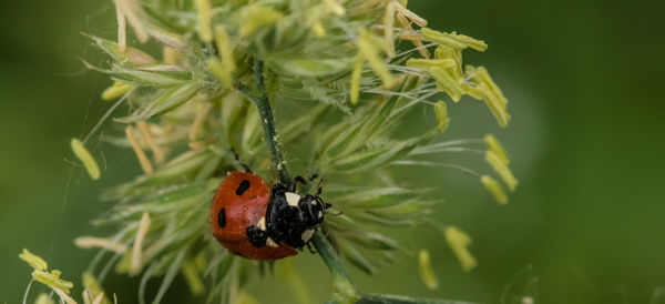 Close-up of ladybug on plant