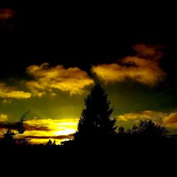 Silhouette of trees at sunset