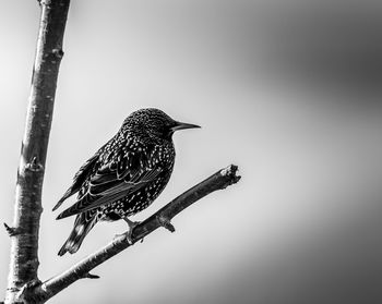 Low angle view of bird perching on tree against sky