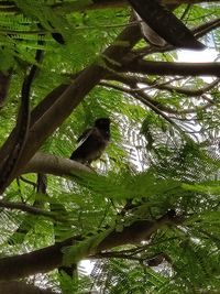 Low angle view of bird perching on branch