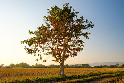 Tree on field against clear sky