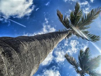 Low angle view of palm trees against cloudy sky