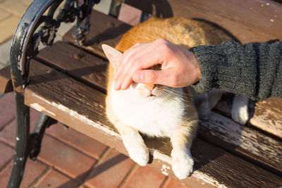 High angle view of cat on bench