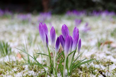 Close-up of purple crocus flowers on field