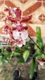 Close-up of flower against blurred background