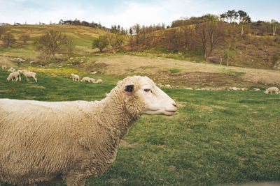 Side view of sheep on field