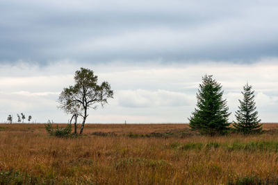 Moorland landscape of the high fens in autumn, belgium.