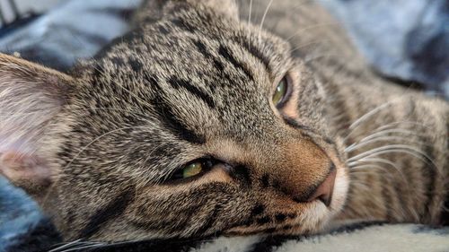 Close-up of cat lying on bed