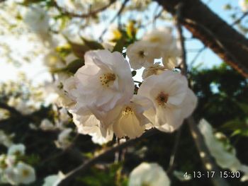 Close-up of white flowers