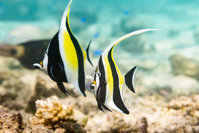 Close-up of fish underwater