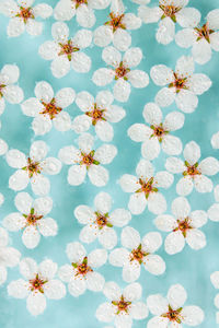 Flat lay of floating wild cherry white flowers on surface of water, pastel blue.spring time blossom.