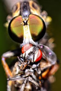 Close-up of housefly