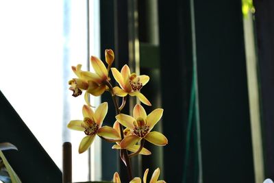 Close-up of flowers