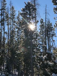 Low angle view of trees in forest against sky