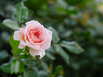 Close-up of rose flower