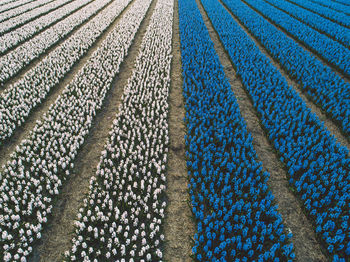 Aerial view of hyacinth flowers field