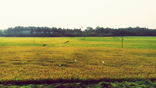 Scenic view of field against clear sky