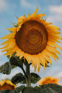 Close-up of sunflower against orange sky