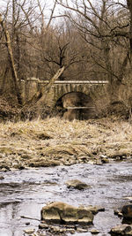 Bare trees by river in forest during winter