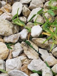 High angle view of stones