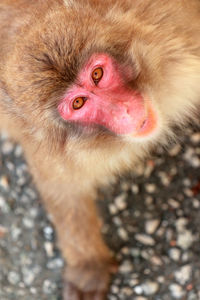 High angle portrait of japanese macaque