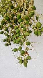 Close-up of cactus plant