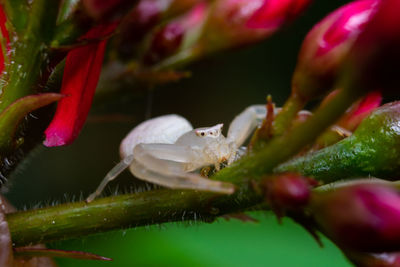 Close-up of insect on flower