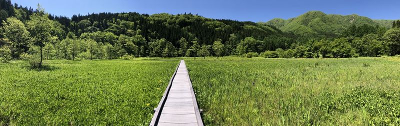 Scenic view of trees on field against sky