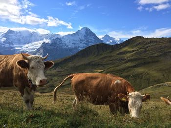 Cows in a field