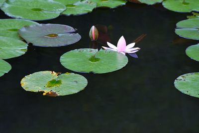 Lotus water lily in lake