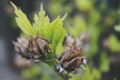 Close-up of wilted plant