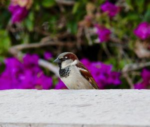 Close-up of bird perching on flower