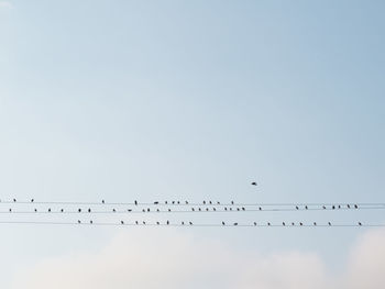 Low angle view of birds perching on cables against sky