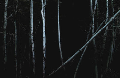 Full frame shot of trees in forest